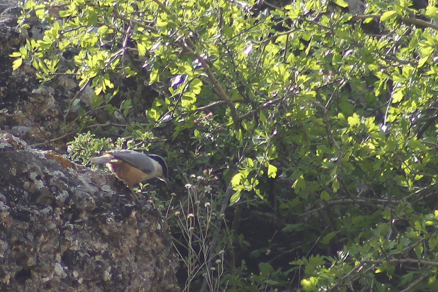 Western Rock Nuthatch